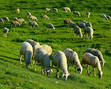 内蒙古草原牛羊肉