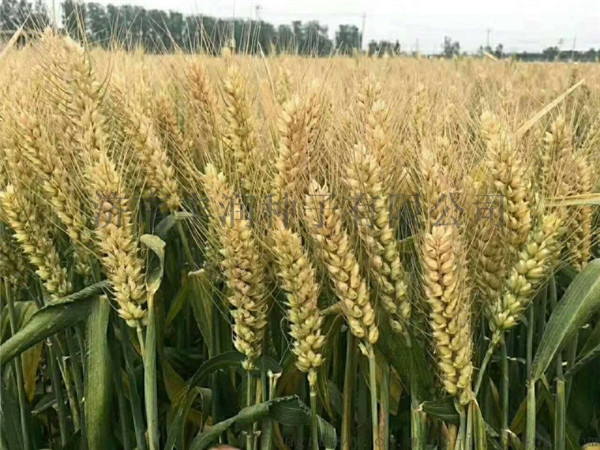 河南小麦种子采购_陕西小麦种子批发_郑州玉米种子厂家