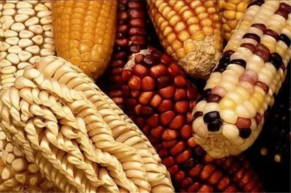 新乡玉米种子_开封玉米种子生产_山西玉米种子价格