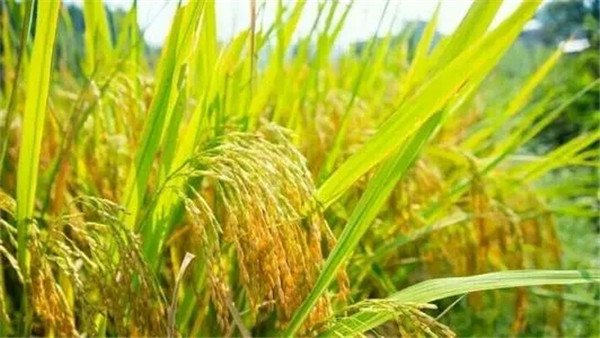 水稻种子生产厂家,河南水稻种子,农作物种子供应商
