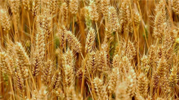 河南小麦种子厂家,小麦种子多少钱,自有基地 价格优惠