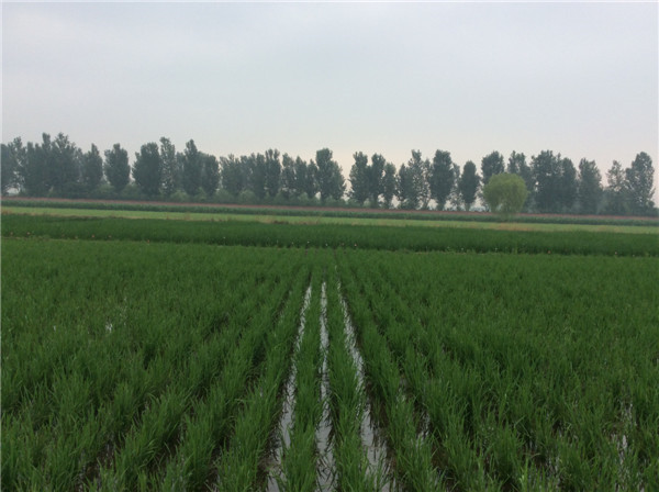 辉县水稻种子,水稻种子供应商,农作物种子供应商