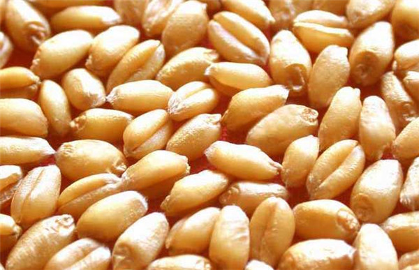 小麦种子价格,河南小麦种子批发,小麦种子生产厂家