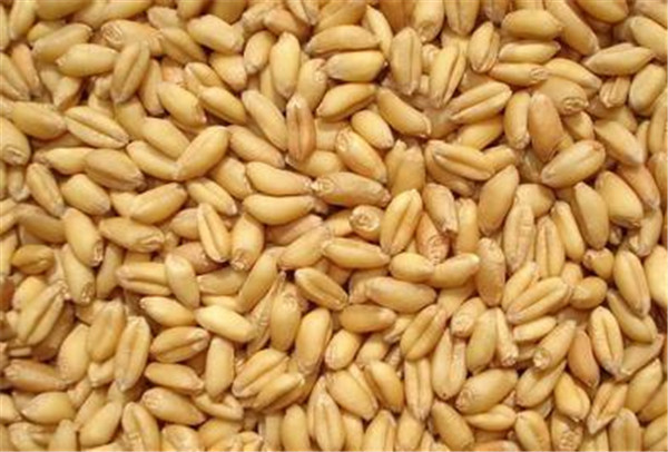 小麦种子零售,河南小麦种子,产量高，价格优惠