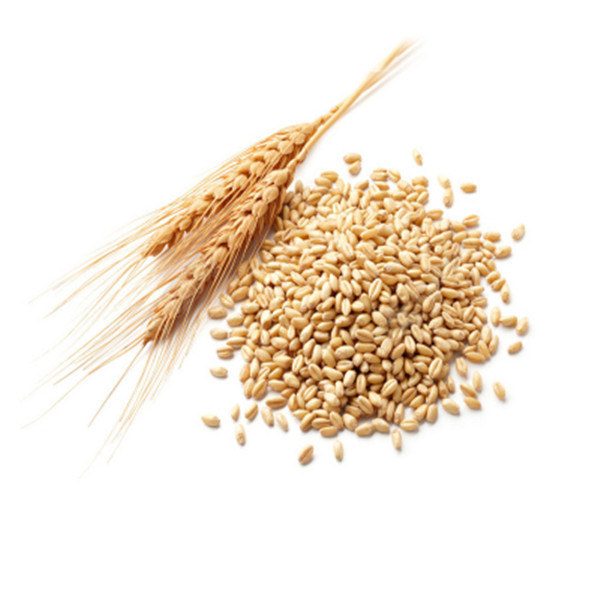 农作物种子厂家,小麦种子采购,河南小麦种子哪家好