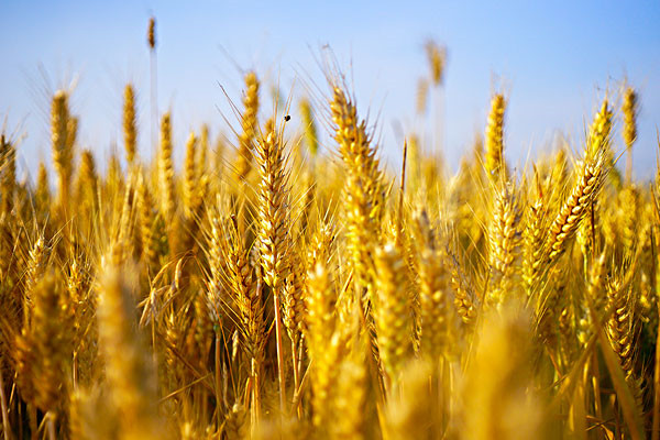 洛阳高产小麦种子批发