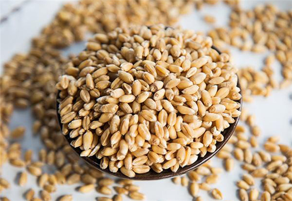 河南优质小麦种子多少钱一斤