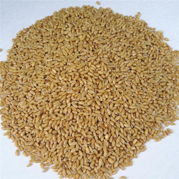 郑州高产小麦种子批发