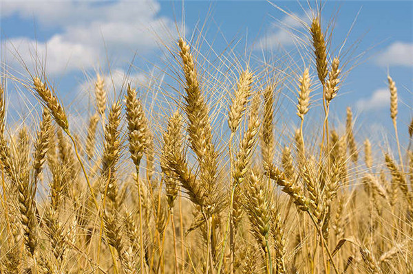 河南高产小麦种子批发