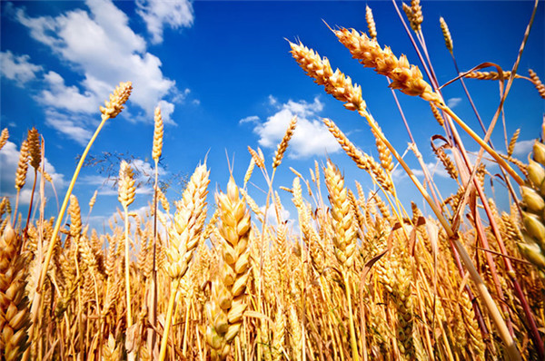 郑州高筋小麦种子价格