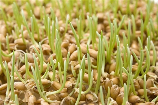 河南高筋小麦种子多少钱一斤