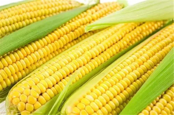 郑州粘玉米种子价格