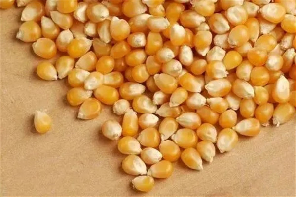 郑州高产玉米种子哪家好