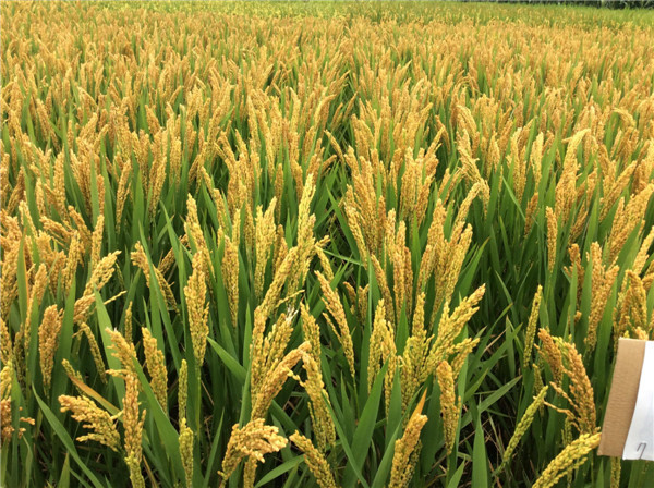 周口高产小麦种子厂家