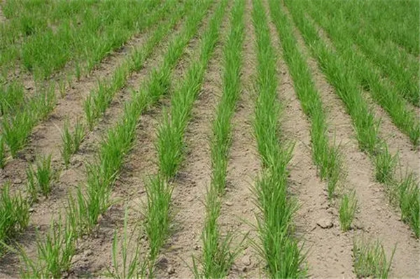 河南高产水稻种子厂家