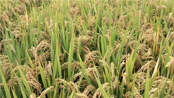 新乡高杆水稻种子多少钱