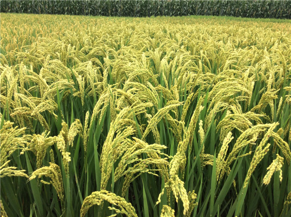 洛阳优质小麦种子价格
