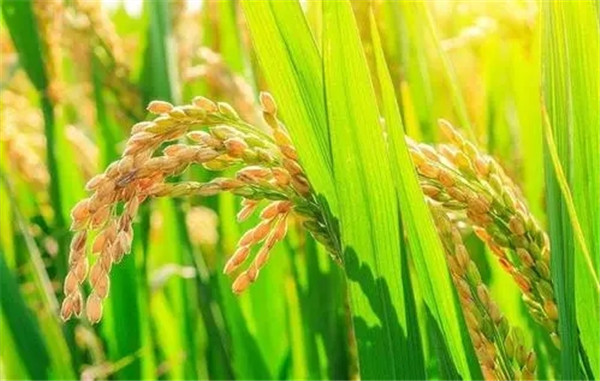 郑州常规水稻种子价格
