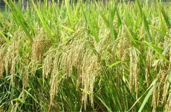 郑州优质小麦种子厂家