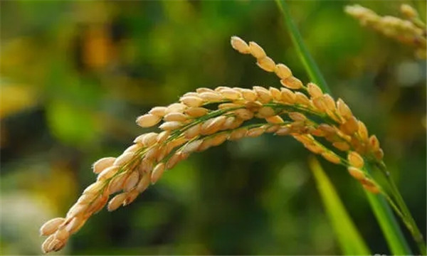 洛阳优质小麦种子批发