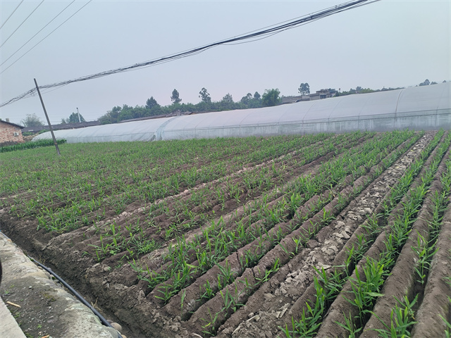 四川有机肥生姜基地生长期
