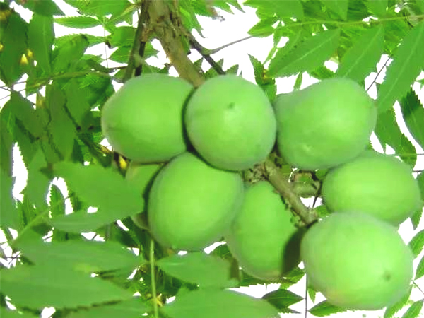 文冠果种植项目合作方式是怎样的？公司能提供什么？