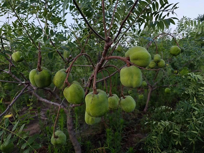 呼和浩特种养殖项目找什么？