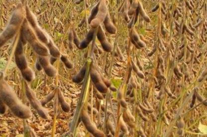 中國豆制品發展現狀及未來目標分析