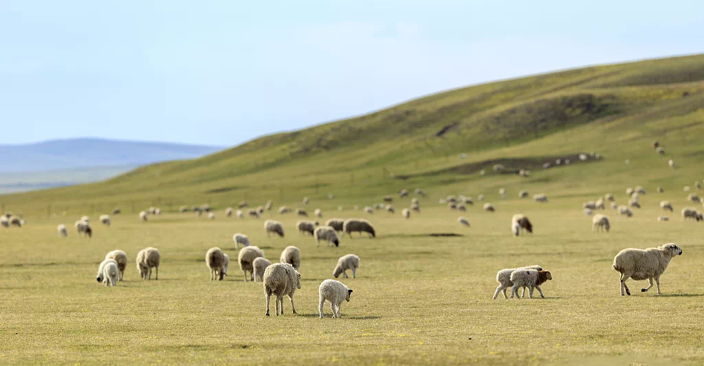 达茂草原羊规范肉羊产业，塑造品牌， 助推肉羊产业提档升级！