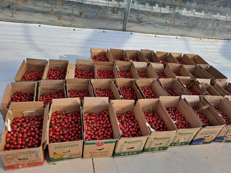 番茄批量送货