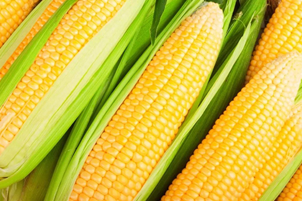 如何选择适合购买的玉米种子？