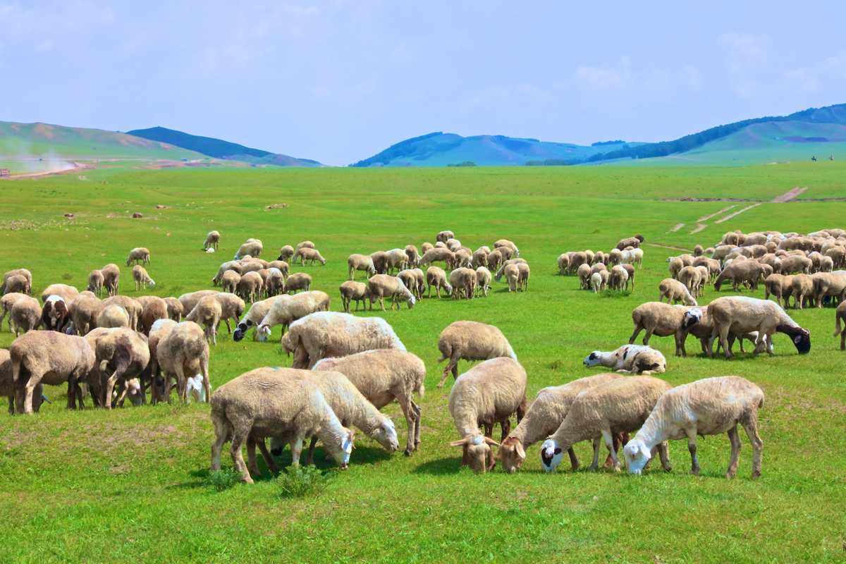 达茂草原羊品质保障