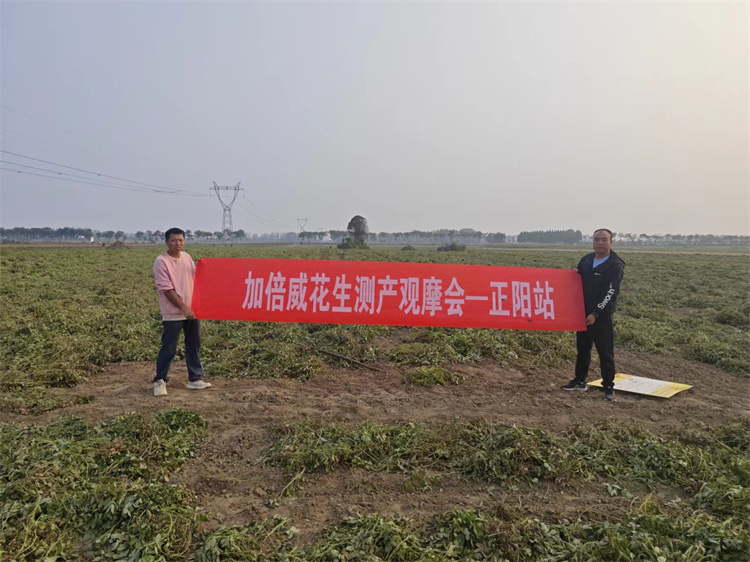 加倍威花生测产观摩会一正阳站