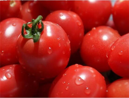 金水区蔬菜配送-番茄