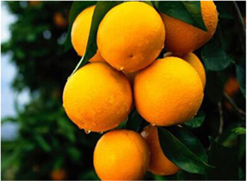 郑州水果配送-橙子