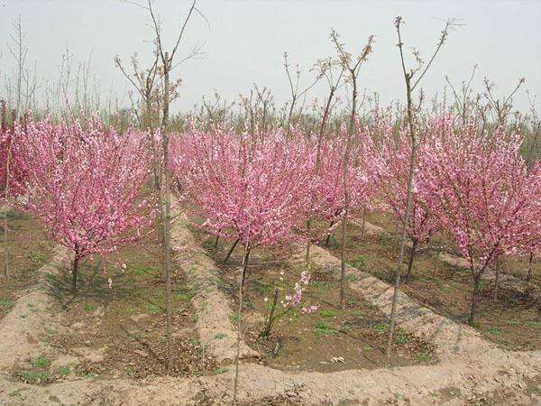 成都園林綠化榆葉梅種植技術(shù)