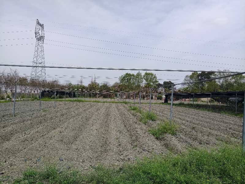 成都綠植公司基地展示