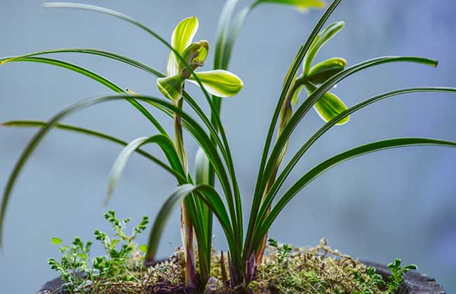 东莞室内植物租摆