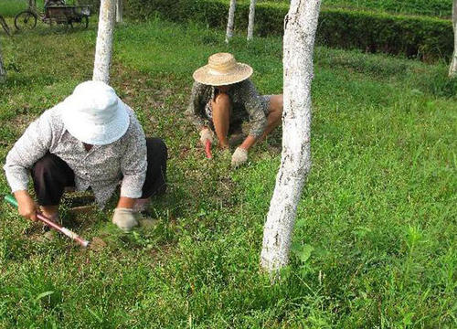 成都園林綠化養(yǎng)護知識都有哪些？