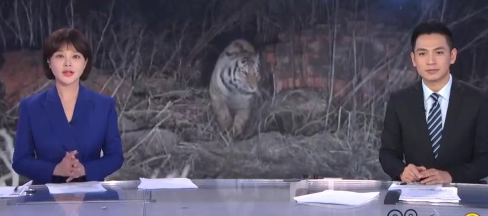 能否“放虎归山”？“追踪”进村伤人野生东北虎