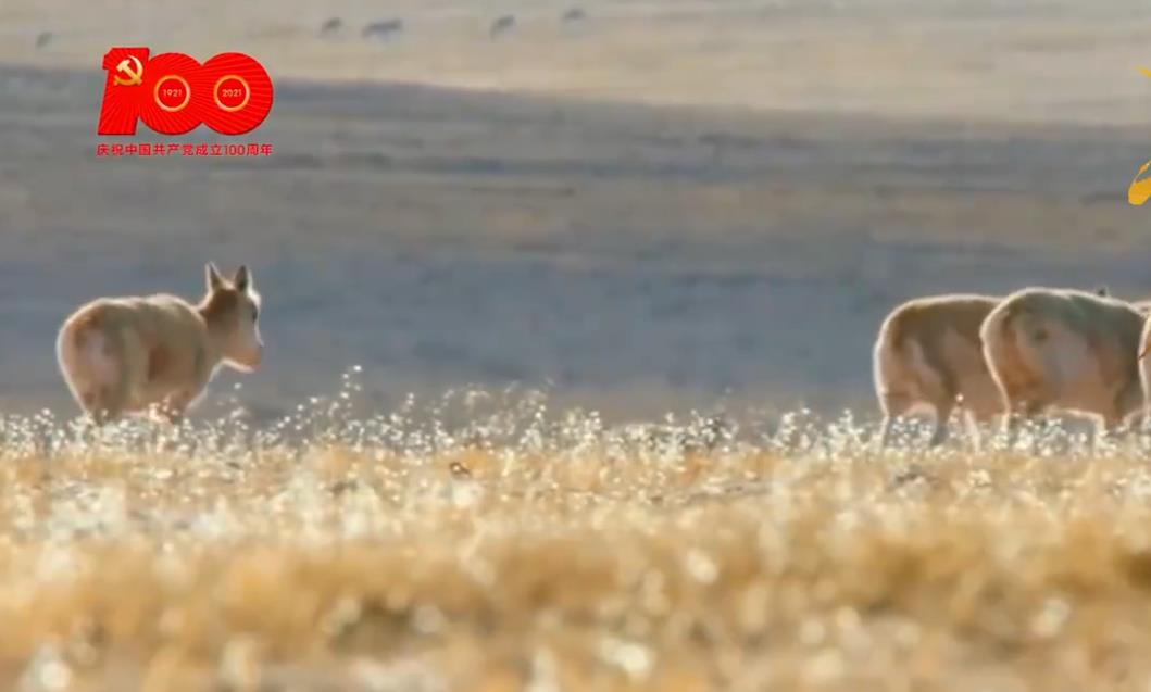 守护可可西里：这里的藏羚羊种群数量已达7万多只