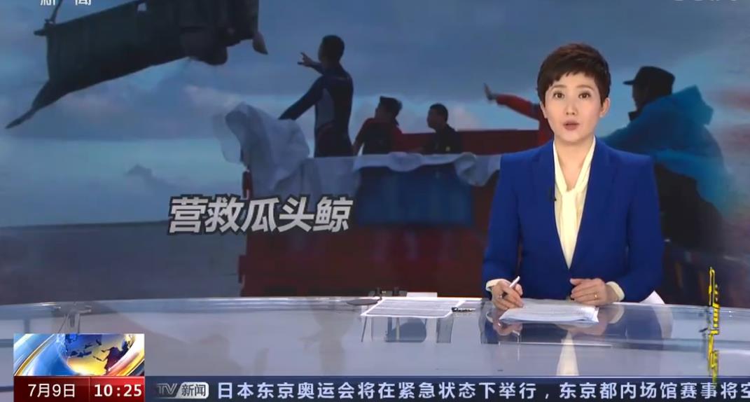 “鲸”险大救援 浙江12头“迷路”瓜头鲸生死营救始末