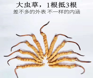 银川冬虫夏草回收