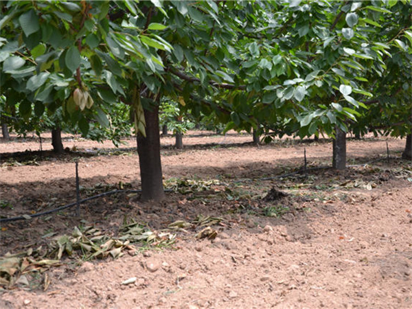 陕西PE给水管在农田灌溉中的应用