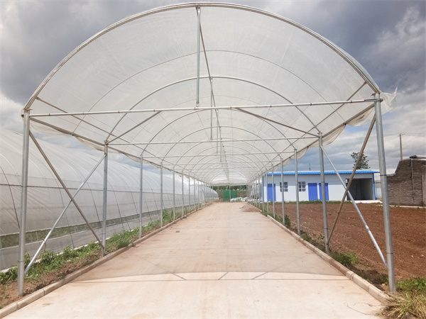 陕西温室大棚：现代农业技术助力农民增收