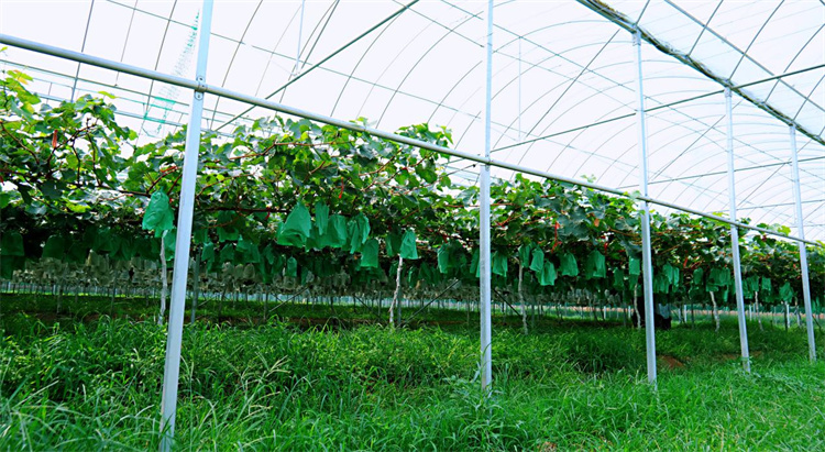 我与春天有个约会：陕西万丰天下现代农业有限公司葡萄园的微写真