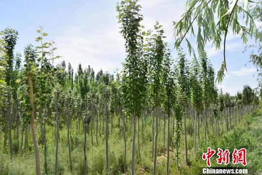 为了抵御风沙的入侵，甘肃省酒泉市瓜州县从2002年起开启封滩育林工程，陆续建起了护城防护林带，建立管护机制。图为郁郁葱葱的二十公里生态长廊。(资料图) 钟欣 摄
